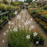 GAURA lindheimeri (Gaura)