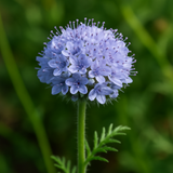 GILIA capitata (Globe Gilia)