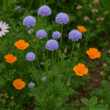GILIA capitata (Globe Gilia)