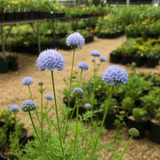 GILIA capitata (Globe Gilia)