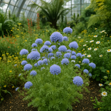 GILIA capitata (Globe Gilia)