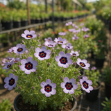 GILIA Tricolor (Bird's Eyes)