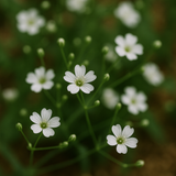 GYPSOPHILA elegans (Baby's Breath, Annual)