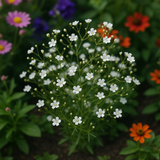 GYPSOPHILA elegans (Baby's Breath, Annual)