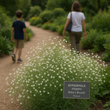 GYPSOPHILA elegans (Baby's Breath, Annual)
