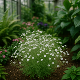 GYPSOPHILA elegans (Baby's Breath, Annual)