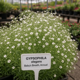 GYPSOPHILA elegans (Baby's Breath, Annual)