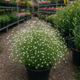 GYPSOPHILA elegans (Baby's Breath, Annual)