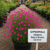 GYPSOPHILA elegans (Baby's Breath, Carmine)