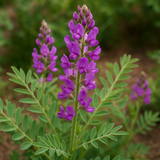 HEDYSARUM boreale (Utah Sweetvetch)