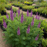 HEDYSARUM boreale (Utah Sweetvetch)
