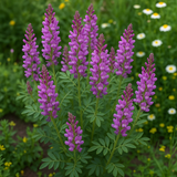 HEDYSARUM boreale (Utah Sweetvetch)
