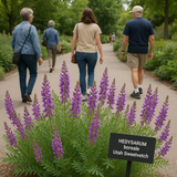 HEDYSARUM boreale (Utah Sweetvetch)