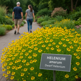 HELENIUM amarum (Dwarf Helenium)