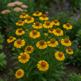 HELENIUM autumnale (Autumn Sneezeweed)