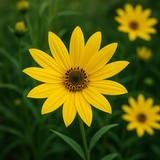 HELIANTHUS angustifolius (Swamp Sunflower)