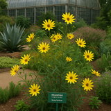 HELIANTHUS angustifolius (Swamp Sunflower)