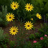 HELIANTHUS angustifolius (Swamp Sunflower)