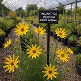 HELIANTHUS angustifolius (Swamp Sunflower)