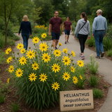 HELIANTHUS angustifolius (Swamp Sunflower)