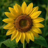 HELIANTHUS Annuus (Wild Sunflower)