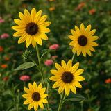 HELIANTHUS Annuus (Wild Sunflower)