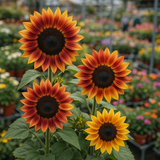 HELIANTHUS Annuus 'Autumn Beauty' (Sunflower - Autumn Beauty)