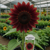 HELIANTHUS annuus 'Chocolate Cherry' (Sunflower - Chocolate Cherry)