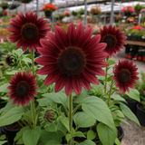 HELIANTHUS annuus 'Chocolate Cherry' (Sunflower - Chocolate Cherry)