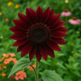 HELIANTHUS annuus 'Chocolate Cherry' (Sunflower - Chocolate Cherry)