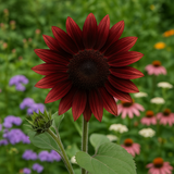 HELIANTHUS annuus 'Chocolate Cherry' (Sunflower - Chocolate Cherry)