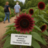 HELIANTHUS annuus 'Chocolate Cherry' (Sunflower - Chocolate Cherry)
