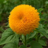 HELIANTHUS Annuus 'Dwarf Sungold' Sunflower, Dwarf Double - Dwarf Sungold (Teddy Bear)