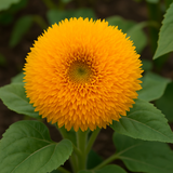 HELIANTHUS Annuus 'Dwarf Sungold' Sunflower, Dwarf Double - Dwarf Sungold (Teddy Bear)