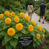 HELIANTHUS Annuus 'Dwarf Sungold' Sunflower, Dwarf Double - Dwarf Sungold (Teddy Bear)