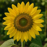 HELIANTHUS Annuus Grey Stripe (Sunflower, Grey Stripe)