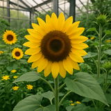 HELIANTHUS Annuus Grey Stripe (Sunflower, Grey Stripe)