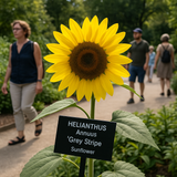 HELIANTHUS Annuus Grey Stripe (Sunflower, Grey Stripe)