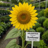 HELIANTHUS Annuus Grey Stripe (Sunflower, Grey Stripe)