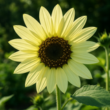HELIANTHUS Annuus 'Lemon Queen' (Sunflower - Lemon Queen)