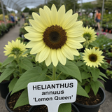 HELIANTHUS Annuus 'Lemon Queen' (Sunflower - Lemon Queen)