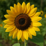 HELIANTHUS Annuus 'Peredovik' (Black Oil Sunflower, Peredovik)