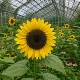 HELIANTHUS Annuus 'Peredovik' (Black Oil Sunflower, Peredovik)