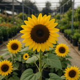 HELIANTHUS Annuus 'Peredovik' (Black Oil Sunflower, Peredovik)