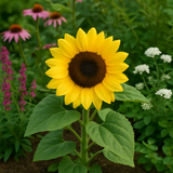 HELIANTHUS Annuus 'Sunspot' (Sunflower, Dwarf Single - Sunspot)