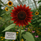 HELIANTHUS Annuus 'Velvet Queen' (Sunflower - Velvet Queen)