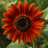 HELIANTHUS Annuus 'Velvet Queen' (Sunflower - Velvet Queen)