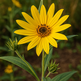 Helianthus maximiliani (Maximilian Sunflower)