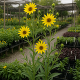 Helianthus maximiliani (Maximilian Sunflower)