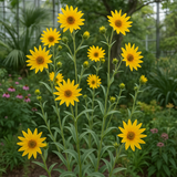 Helianthus maximiliani (Maximilian Sunflower)